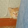 Cats ( 16