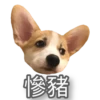 MANGO 14