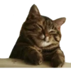 Cats ( 17