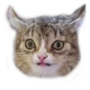 Cats ( 20