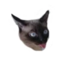 Cats ( 23