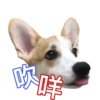 MANGO 24