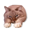 Cats ( 26