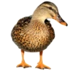 Three hundred ducks 5