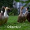 Three hundred ducks 7