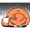 Wonderful orange cat 16