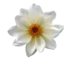 Flores blancas 12