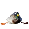 Three hundred ducks 8