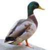 Three hundred ducks 9