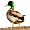 Three hundred ducks 10