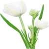 Flores blancas 15