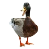 Three hundred ducks 12