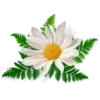 Flores blancas 22