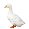 Three hundred ducks 20