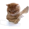 cats 5