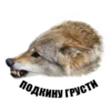 Wolf__chavez 7