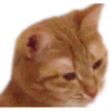 cats 6