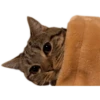 cats 7