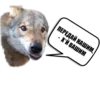 Wolf__chavez 8