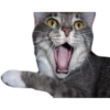 cats 8