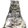 cats 10
