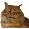 cats 11