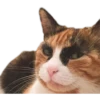 cats 12