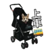 MANGO 16