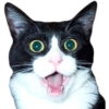cats 13