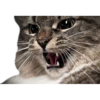 cats 14