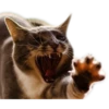 cats 15