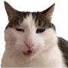 cats 16