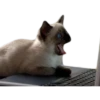 cats 17