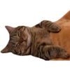 cats 18
