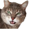 cats 19