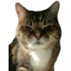 cats 20