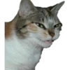cats 21
