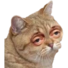 cats 22