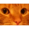 cats 23