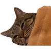 cats 24