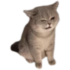cats 25