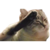 cats 26