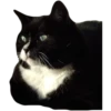 cats 27