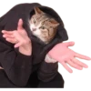 cats 28