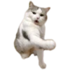 cats 29