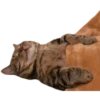 cats 30