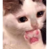 sad cats 5