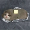 sad cats 6