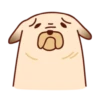 Sundae the Pug 8