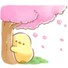 soft and cute chick 5